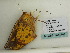  ( - BC ZSM Lep 60383)  @12 [ ] CreativeCommons - Attribution Non-Commercial Share-Alike (2011) Axel Hausmann/Bavarian State Collection of Zoology (ZSM) SNSB, Zoologische Staatssammlung Muenchen