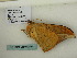  ( - BC ZSM Lep 60384)  @11 [ ] CreativeCommons - Attribution Non-Commercial Share-Alike (2011) Axel Hausmann/Bavarian State Collection of Zoology (ZSM) SNSB, Zoologische Staatssammlung Muenchen
