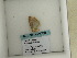  ( - BC ZSM Lep 60388)  @12 [ ] CreativeCommons - Attribution Non-Commercial Share-Alike (2011) Axel Hausmann/Bavarian State Collection of Zoology (ZSM) SNSB, Zoologische Staatssammlung Muenchen