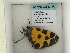  ( - BC ZSM Lep 60389)  @12 [ ] CreativeCommons - Attribution Non-Commercial Share-Alike (2011) Axel Hausmann/Bavarian State Collection of Zoology (ZSM) SNSB, Zoologische Staatssammlung Muenchen