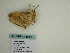 ( - BC ZSM Lep 60403)  @11 [ ] CreativeCommons - Attribution Non-Commercial Share-Alike (2011) Axel Hausmann/Bavarian State Collection of Zoology (ZSM) SNSB, Zoologische Staatssammlung Muenchen