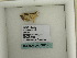 ( - BC ZSM Lep 60413)  @12 [ ] CreativeCommons - Attribution Non-Commercial Share-Alike (2011) Axel Hausmann/Bavarian State Collection of Zoology (ZSM) SNSB, Zoologische Staatssammlung Muenchen