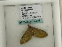  ( - BC ZSM Lep 60415)  @12 [ ] CreativeCommons - Attribution Non-Commercial Share-Alike (2011) Axel Hausmann/Bavarian State Collection of Zoology (ZSM) SNSB, Zoologische Staatssammlung Muenchen