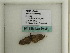  ( - BC ZSM Lep 60424)  @12 [ ] CreativeCommons - Attribution Non-Commercial Share-Alike (2011) Axel Hausmann/Bavarian State Collection of Zoology (ZSM) SNSB, Zoologische Staatssammlung Muenchen