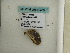  (Eupithecia AH07Pe - BC ZSM Lep 60433)  @12 [ ] CreativeCommons - Attribution Non-Commercial Share-Alike (2011) Axel Hausmann/Bavarian State Collection of Zoology (ZSM) SNSB, Zoologische Staatssammlung Muenchen