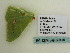  (Rhodochlora AH02Pe - BC ZSM Lep 60449)  @12 [ ] CreativeCommons - Attribution Non-Commercial Share-Alike (2011) Axel Hausmann/Bavarian State Collection of Zoology (ZSM) SNSB, Zoologische Staatssammlung Muenchen