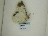 ( - BC ZSM Lep 60453)  @12 [ ] CreativeCommons - Attribution Non-Commercial Share-Alike (2011) Axel Hausmann/Bavarian State Collection of Zoology (ZSM) SNSB, Zoologische Staatssammlung Muenchen