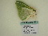  (Rhodochlora AH03Pe - BC ZSM Lep 60467)  @12 [ ] CreativeCommons - Attribution Non-Commercial Share-Alike (2011) Axel Hausmann/Bavarian State Collection of Zoology (ZSM) SNSB, Zoologische Staatssammlung Muenchen
