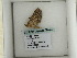  ( - BC ZSM Lep add 0173)  @12 [ ] CreativeCommons - Attribution Non-Commercial Share-Alike (2011) Axel Hausmann/Bavarian State Collection of Zoology (ZSM) SNSB, Zoologische Staatssammlung Muenchen