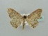  ( - BC ZSM Lep 41385)  @11 [ ] CreativeCommons - Attribution Non-Commercial Share-Alike (2011) Axel Hausmann/Bavarian State Collection of Zoology (ZSM) SNSB, Zoologische Staatssammlung Muenchen