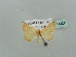  (Pseudosterrha AH01 - BC ZSM Lep 41421)  @11 [ ] CreativeCommons - Attribution Non-Commercial Share-Alike (2011) Axel Hausmann/Bavarian State Collection of Zoology (ZSM) SNSB, Zoologische Staatssammlung Muenchen