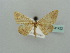  (Pseudosterrha AH02 - BC ZSM Lep 41422)  @11 [ ] CreativeCommons - Attribution Non-Commercial Share-Alike (2011) Axel Hausmann/Bavarian State Collection of Zoology (ZSM) SNSB, Zoologische Staatssammlung Muenchen