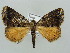  (Xylopteryx AH01Ke - BC ZSM Lep 41438)  @13 [ ] CreativeCommons - Attribution Non-Commercial Share-Alike (2011) Axel Hausmann/Bavarian State Collection of Zoology (ZSM) SNSB, Zoologische Staatssammlung Muenchen