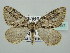  ( - BC ZSM Lep 41447)  @14 [ ] CreativeCommons - Attribution Non-Commercial Share-Alike (2011) Axel Hausmann/Bavarian State Collection of Zoology (ZSM) SNSB, Zoologische Staatssammlung Muenchen