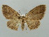  (Asthenotricha AH06Ke - BC ZSM Lep 41466)  @14 [ ] CreativeCommons - Attribution Non-Commercial Share-Alike (2011) Axel Hausmann/Bavarian State Collection of Zoology (ZSM) SNSB, Zoologische Staatssammlung Muenchen