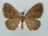  (Asthenotricha AH07Ke - BC ZSM Lep 41467)  @11 [ ] CreativeCommons - Attribution Non-Commercial Share-Alike (2011) Axel Hausmann/Bavarian State Collection of Zoology (ZSM) SNSB, Zoologische Staatssammlung Muenchen