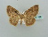  (Asthenotricha AH08Ke - BC ZSM Lep 41468)  @11 [ ] CreativeCommons - Attribution Non-Commercial Share-Alike (2011) Axel Hausmann/Bavarian State Collection of Zoology (ZSM) SNSB, Zoologische Staatssammlung Muenchen