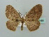  (Asthenotricha AH09Ke - BC ZSM Lep 41469)  @11 [ ] CreativeCommons - Attribution Non-Commercial Share-Alike (2011) Axel Hausmann/Bavarian State Collection of Zoology (ZSM) SNSB, Zoologische Staatssammlung Muenchen