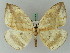  ( - BC ZSM Lep 44827)  @11 [ ] CreativeCommons - Attribution Non-Commercial Share-Alike (2011) Axel Hausmann/Bavarian State Collection of Zoology (ZSM) SNSB, Zoologische Staatssammlung Muenchen