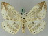  ( - BC ZSM Lep 44828)  @11 [ ] CreativeCommons - Attribution Non-Commercial Share-Alike (2011) Axel Hausmann/Bavarian State Collection of Zoology (ZSM) SNSB, Zoologische Staatssammlung Muenchen