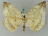  ( - BC ZSM Lep 44829)  @11 [ ] CreativeCommons - Attribution Non-Commercial Share-Alike (2011) Axel Hausmann/Bavarian State Collection of Zoology (ZSM) SNSB, Zoologische Staatssammlung Muenchen