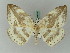 ( - BC ZSM Lep 44830)  @11 [ ] CreativeCommons - Attribution Non-Commercial Share-Alike (2011) Axel Hausmann/Bavarian State Collection of Zoology (ZSM) SNSB, Zoologische Staatssammlung Muenchen