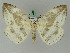  ( - BC ZSM Lep 44832)  @11 [ ] CreativeCommons - Attribution Non-Commercial Share-Alike (2011) Axel Hausmann/Bavarian State Collection of Zoology (ZSM) SNSB, Zoologische Staatssammlung Muenchen