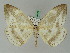  ( - BC ZSM Lep 44833)  @11 [ ] CreativeCommons - Attribution Non-Commercial Share-Alike (2011) Axel Hausmann/Bavarian State Collection of Zoology (ZSM) SNSB, Zoologische Staatssammlung Muenchen