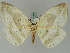  ( - BC ZSM Lep 44834)  @11 [ ] CreativeCommons - Attribution Non-Commercial Share-Alike (2011) Axel Hausmann/Bavarian State Collection of Zoology (ZSM) SNSB, Zoologische Staatssammlung Muenchen