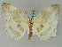  ( - BC ZSM Lep 44838)  @11 [ ] CreativeCommons - Attribution Non-Commercial Share-Alike (2011) Axel Hausmann/Bavarian State Collection of Zoology (ZSM) SNSB, Zoologische Staatssammlung Muenchen