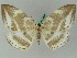 ( - BC ZSM Lep 44841)  @11 [ ] CreativeCommons - Attribution Non-Commercial Share-Alike (2011) Axel Hausmann/Bavarian State Collection of Zoology (ZSM) SNSB, Zoologische Staatssammlung Muenchen