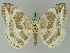  ( - BC ZSM Lep 44849)  @11 [ ] CreativeCommons - Attribution Non-Commercial Share-Alike (2011) Axel Hausmann/Bavarian State Collection of Zoology (ZSM) SNSB, Zoologische Staatssammlung Muenchen
