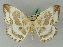  ( - BC ZSM Lep 44850)  @11 [ ] CreativeCommons - Attribution Non-Commercial Share-Alike (2011) Axel Hausmann/Bavarian State Collection of Zoology (ZSM) SNSB, Zoologische Staatssammlung Muenchen