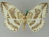  ( - BC ZSM Lep 44851)  @11 [ ] CreativeCommons - Attribution Non-Commercial Share-Alike (2011) Axel Hausmann/Bavarian State Collection of Zoology (ZSM) SNSB, Zoologische Staatssammlung Muenchen