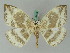  ( - BC ZSM Lep 44852)  @11 [ ] CreativeCommons - Attribution Non-Commercial Share-Alike (2011) Axel Hausmann/Bavarian State Collection of Zoology (ZSM) SNSB, Zoologische Staatssammlung Muenchen