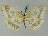  ( - BC ZSM Lep 44853)  @11 [ ] CreativeCommons - Attribution Non-Commercial Share-Alike (2011) Axel Hausmann/Bavarian State Collection of Zoology (ZSM) SNSB, Zoologische Staatssammlung Muenchen