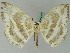  ( - BC ZSM Lep 44854)  @11 [ ] CreativeCommons - Attribution Non-Commercial Share-Alike (2011) Axel Hausmann/Bavarian State Collection of Zoology (ZSM) SNSB, Zoologische Staatssammlung Muenchen