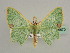  ( - BC ZSM Lep 45570)  @13 [ ] CreativeCommons - Attribution Non-Commercial Share-Alike (2011) Axel Hausmann/Bavarian State Collection of Zoology (ZSM) SNSB, Zoologische Staatssammlung Muenchen