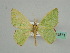  (Comibaena BOLD:AAM3849 - BC ZSM Lep 45571)  @14 [ ] CreativeCommons - Attribution Non-Commercial Share-Alike (2011) Axel Hausmann/Bavarian State Collection of Zoology (ZSM) SNSB, Zoologische Staatssammlung Muenchen