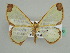  (Zamarada AH02Tz - BC ZSM Lep 45583)  @15 [ ] CreativeCommons - Attribution Non-Commercial Share-Alike (2011) Axel Hausmann/Bavarian State Collection of Zoology (ZSM) SNSB, Zoologische Staatssammlung Muenchen