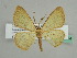  (Zamarada AH03Tz - BC ZSM Lep 45584)  @13 [ ] CreativeCommons - Attribution Non-Commercial Share-Alike (2011) Axel Hausmann/Bavarian State Collection of Zoology (ZSM) SNSB, Zoologische Staatssammlung Muenchen