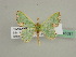  ( - BC ZSM Lep 45591)  @11 [ ] CreativeCommons - Attribution Non-Commercial Share-Alike (2011) Axel Hausmann/Bavarian State Collection of Zoology (ZSM) SNSB, Zoologische Staatssammlung Muenchen