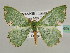  (Bathycolpodes perdistincta - BC ZSM Lep 45601)  @14 [ ] CreativeCommons - Attribution Non-Commercial Share-Alike (2011) Axel Hausmann/Bavarian State Collection of Zoology (ZSM) SNSB, Zoologische Staatssammlung Muenchen