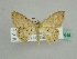  ( - BC ZSM Lep 45615)  @14 [ ] CreativeCommons - Attribution Non-Commercial Share-Alike (2011) Axel Hausmann/Bavarian State Collection of Zoology (ZSM) SNSB, Zoologische Staatssammlung Muenchen
