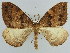  ( - BC ZSM Lep 45628)  @11 [ ] CreativeCommons - Attribution Non-Commercial Share-Alike (2011) Axel Hausmann/Bavarian State Collection of Zoology (ZSM) SNSB, Zoologische Staatssammlung Muenchen