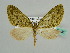  (Episteira AH02Tz - BC ZSM Lep 45631)  @15 [ ] CreativeCommons - Attribution Non-Commercial Share-Alike (2011) Axel Hausmann/Bavarian State Collection of Zoology (ZSM) SNSB, Zoologische Staatssammlung Muenchen