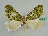  (Episteira AH03Tz - BC ZSM Lep 45632)  @14 [ ] CreativeCommons - Attribution Non-Commercial Share-Alike (2011) Axel Hausmann/Bavarian State Collection of Zoology (ZSM) SNSB, Zoologische Staatssammlung Muenchen