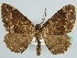  ( - BC ZSM Lep 45633)  @11 [ ] CreativeCommons - Attribution Non-Commercial Share-Alike (2011) Axel Hausmann/Bavarian State Collection of Zoology (ZSM) SNSB, Zoologische Staatssammlung Muenchen