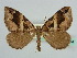  ( - BC ZSM Lep 45634)  @11 [ ] CreativeCommons - Attribution Non-Commercial Share-Alike (2011) Axel Hausmann/Bavarian State Collection of Zoology (ZSM) SNSB, Zoologische Staatssammlung Muenchen