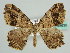  ( - BC ZSM Lep 45636)  @14 [ ] CreativeCommons - Attribution Non-Commercial Share-Alike (2011) Axel Hausmann/Bavarian State Collection of Zoology (ZSM) SNSB, Zoologische Staatssammlung Muenchen